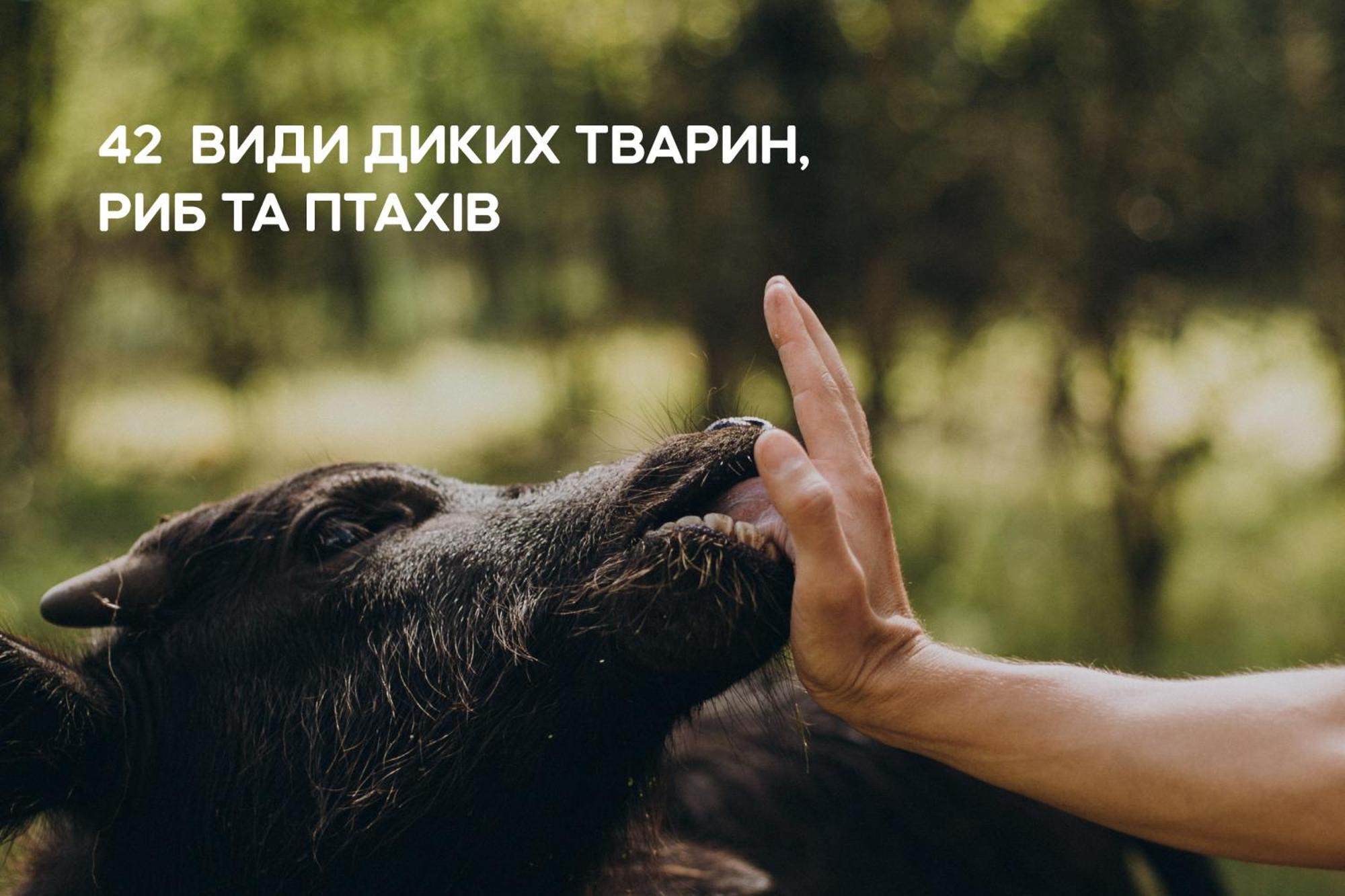 Sokolovka Dereville מראה חיצוני תמונה