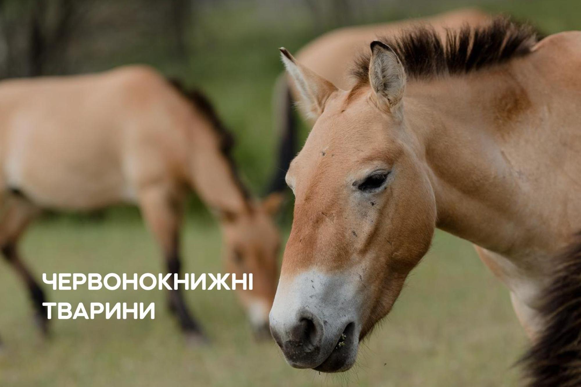 Sokolovka Dereville מראה חיצוני תמונה