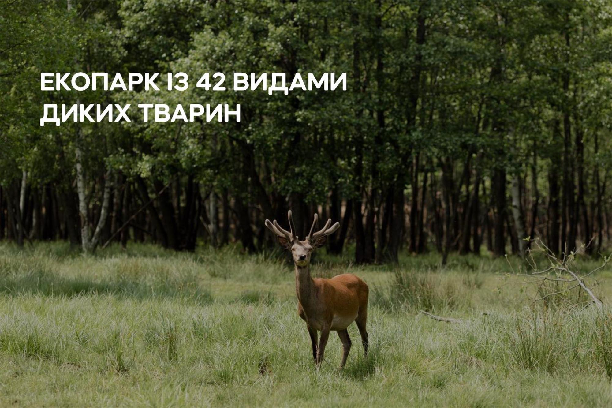 Sokolovka Dereville מראה חיצוני תמונה