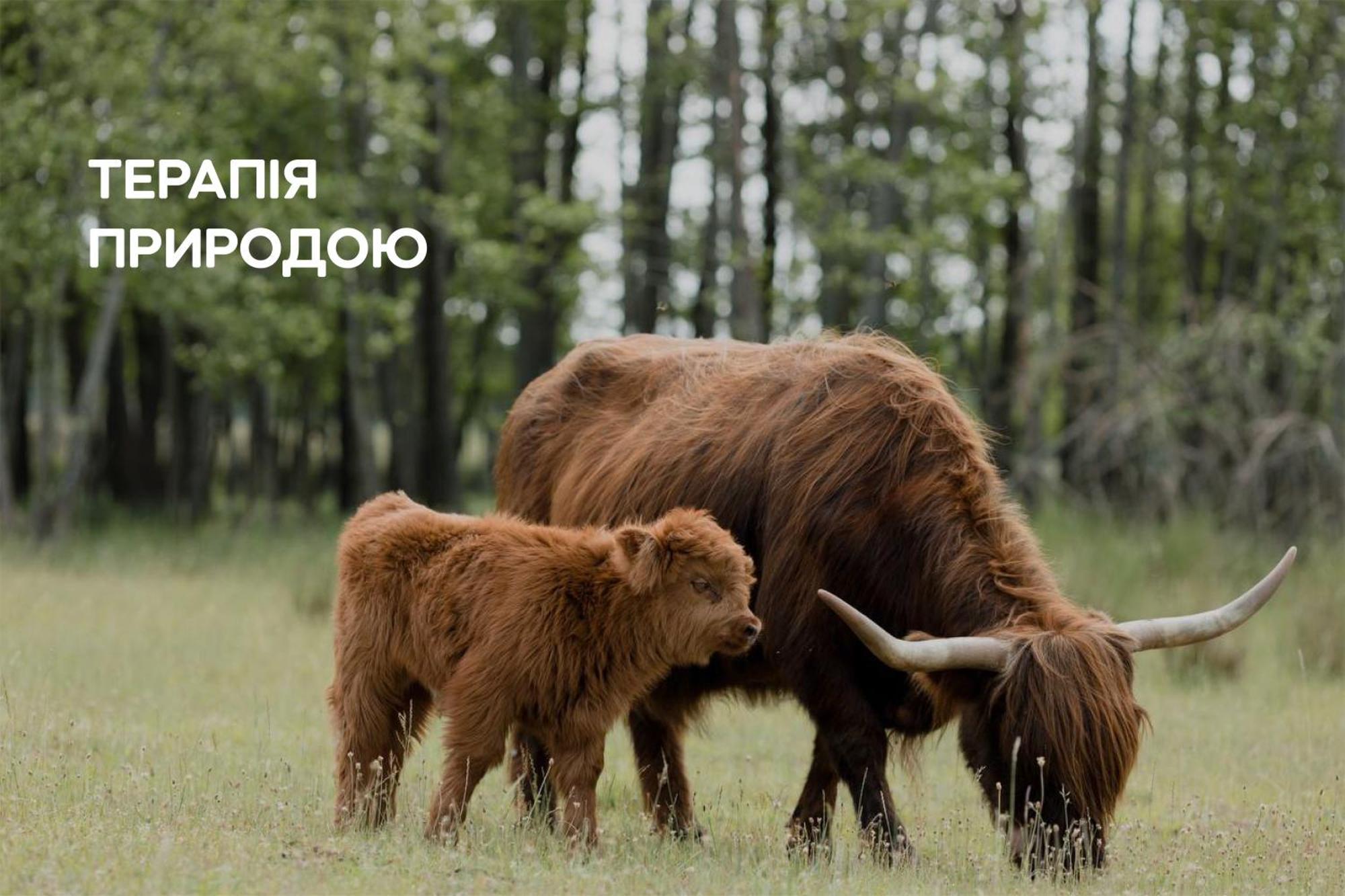 Sokolovka Dereville מראה חיצוני תמונה